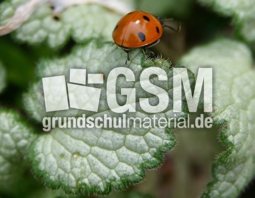 Marienkäfer-Valentin-22.jpg